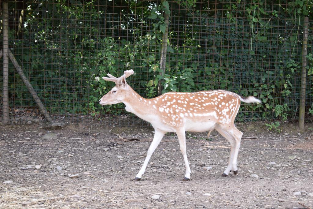 Agriturismo Ca Del Lupo Pallazzolo sullʼOglio エクステリア 写真